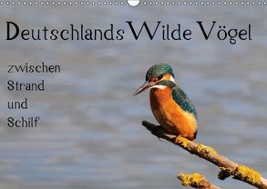 Deutschlands wilde Vögel zwischen Strand und Schilf (Wandkalender 2018 DIN A3 quer) von Lebeus,  Marvin