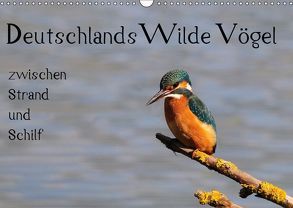 Deutschlands wilde Vögel zwischen Strand und Schilf (Wandkalender 2019 DIN A3 quer) von Lebeus,  Marvin