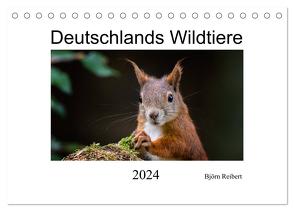 Deutschlands Wildtiere (Tischkalender 2024 DIN A5 quer), CALVENDO Monatskalender von Reibert,  Björn