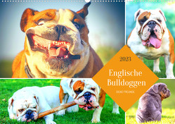 Dicke Freunde. Englische Bulldoggen (Wandkalender 2023 DIN A2 quer) von Hurley,  Rose
