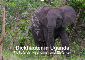 Dickhäuter in Uganda – Flußpferde, Nashörner und Elefanten (Wandkalender 2020 DIN A2 quer) von Helmut Gulbins,  Dr.