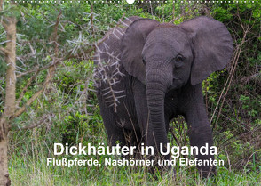 Dickhäuter in Uganda – Flußpferde, Nashörner und Elefanten (Wandkalender 2022 DIN A2 quer) von Helmut Gulbins,  Dr.