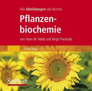 Die Abbildungen des Buches „Pflanzenbiochemie“ von Heldt,  Hans Walter, Piechulla,  Birgit