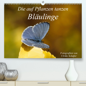 Die auf Pflanzen tanzen: Bläulinge (Premium, hochwertiger DIN A2 Wandkalender 2021, Kunstdruck in Hochglanz) von Schäfer,  Ulrike