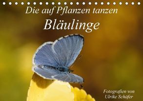 Die auf Pflanzen tanzen: Bläulinge (Tischkalender 2018 DIN A5 quer) von Schäfer,  Ulrike