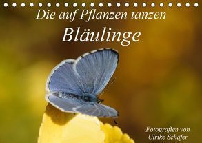 Die auf Pflanzen tanzen: Bläulinge (Tischkalender 2019 DIN A5 quer) von Schäfer,  Ulrike