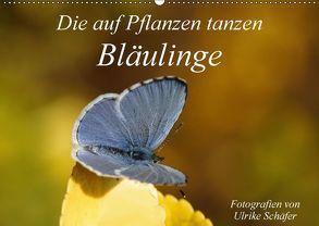 Die auf Pflanzen tanzen: Bläulinge (Wandkalender 2018 DIN A2 quer) von Schäfer,  Ulrike
