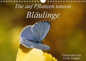 Die auf Pflanzen tanzen: Bläulinge (Wandkalender 2018 DIN A4 quer) von Schäfer,  Ulrike