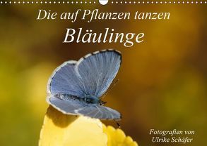 Die auf Pflanzen tanzen: Bläulinge (Wandkalender 2019 DIN A3 quer) von Schäfer,  Ulrike