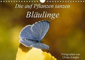 Die auf Pflanzen tanzen: Bläulinge (Wandkalender 2019 DIN A4 quer) von Schäfer,  Ulrike
