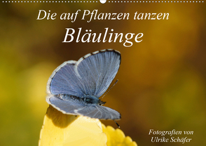 Die auf Pflanzen tanzen: Bläulinge (Wandkalender 2020 DIN A2 quer) von Schäfer,  Ulrike