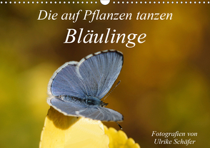 Die auf Pflanzen tanzen: Bläulinge (Wandkalender 2021 DIN A3 quer) von Schäfer,  Ulrike