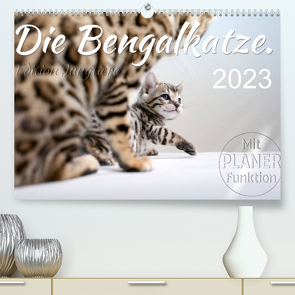 Die Bengalkatze. Edition Jungtiere (Premium, hochwertiger DIN A2 Wandkalender 2023, Kunstdruck in Hochglanz) von Banker,  Sylvio