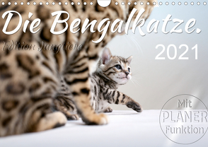 Die Bengalkatze. Edition Jungtiere (Wandkalender 2021 DIN A4 quer) von Banker,  Sylvio