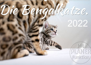 Die Bengalkatze. Edition Jungtiere (Wandkalender 2022 DIN A2 quer) von Banker,  Sylvio