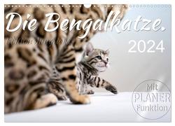 Die Bengalkatze. Edition Jungtiere (Wandkalender 2024 DIN A3 quer), CALVENDO Monatskalender von Banker,  Sylvio