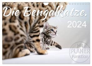 Die Bengalkatze. Edition Jungtiere (Wandkalender 2024 DIN A4 quer), CALVENDO Monatskalender von Banker,  Sylvio