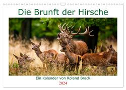 Die Brunft der Hirsche (Wandkalender 2024 DIN A3 quer), CALVENDO Monatskalender von Brack,  Roland