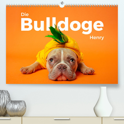 Die Bulldoge Henry (Premium, hochwertiger DIN A2 Wandkalender 2024, Kunstdruck in Hochglanz) von Scott,  M.