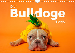 Die Bulldoge Henry (Wandkalender 2024 DIN A4 quer) von Scott,  M.
