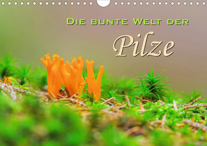 Die bunte Welt der Pilze (Wandkalender 2020 DIN A4 quer) von LianeM