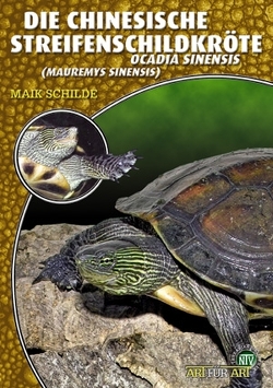 Die Chinesische Streifenschildkröte von Schilde,  Maik