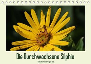 Die Durchwachsene Silphie – Eine Amerikanerin gibt Gas / CH-Version (Tischkalender 2019 DIN A5 quer) von Stolzenburg,  Kerstin