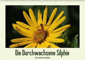 Die Durchwachsene Silphie – Eine Amerikanerin gibt Gas / CH-Version (Wandkalender 2018 DIN A2 quer) von Stolzenburg,  Kerstin