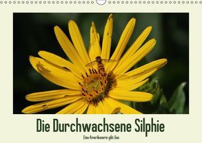 Die Durchwachsene Silphie – Eine Amerikanerin gibt Gas / CH-Version (Wandkalender 2018 DIN A3 quer) von Stolzenburg,  Kerstin