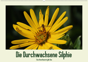 Die Durchwachsene Silphie – Eine Amerikanerin gibt Gas / CH-Version (Wandkalender 2020 DIN A2 quer) von Stolzenburg,  Kerstin