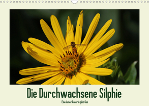 Die Durchwachsene Silphie – Eine Amerikanerin gibt Gas / CH-Version (Wandkalender 2020 DIN A3 quer) von Stolzenburg,  Kerstin