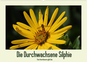 Die Durchwachsene Silphie – Eine Amerikanerin gibt Gas / CH-Version (Wandkalender 2022 DIN A2 quer) von Stolzenburg,  Kerstin