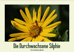 Die Durchwachsene Silphie – Eine Amerikanerin gibt Gas / CH-Version (Wandkalender 2023 DIN A2 quer) von Stolzenburg,  Kerstin