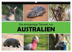 Die einzigartige Tierwelt von Australien (Wandkalender 2024 DIN A2 quer), CALVENDO Monatskalender von Williger,  Christina