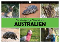 Die einzigartige Tierwelt von Australien (Wandkalender 2024 DIN A3 quer), CALVENDO Monatskalender von Williger,  Christina