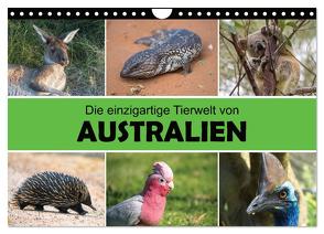 Die einzigartige Tierwelt von Australien (Wandkalender 2024 DIN A4 quer), CALVENDO Monatskalender von Williger,  Christina