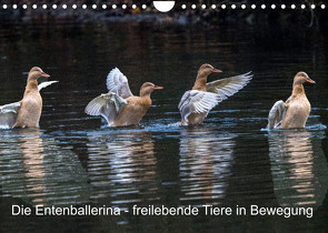 Die Entenballerina – freilebende Tiere in Bewegung (Wandkalender 2023 DIN A4 quer) von Pohl,  Bruno