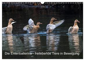 Die Entenballerina – freilebende Tiere in Bewegung (Wandkalender 2024 DIN A3 quer), CALVENDO Monatskalender von Pohl,  Bruno