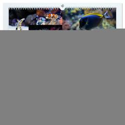Die Farben der Ozeanwelt (hochwertiger Premium Wandkalender 2024 DIN A2 quer), Kunstdruck in Hochglanz von Meutzner,  Dirk