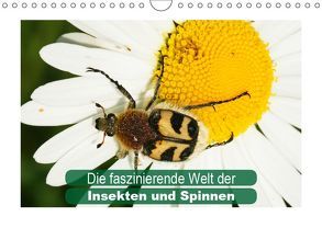 Die faszinierende Welt der Insekten und Spinnen (Wandkalender 2019 DIN A4 quer) von Althaus,  Karl-Hermann