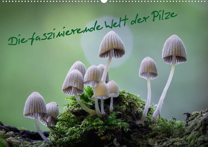 Die faszinierende Welt der Pilze (Wandkalender 2022 DIN A2 quer) von Thất Quỳnh Lợi,  Tôn
