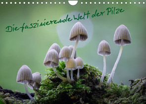 Die faszinierende Welt der Pilze (Wandkalender 2022 DIN A4 quer) von Thất Quỳnh Lợi,  Tôn