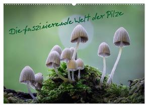 Die faszinierende Welt der Pilze (Wandkalender 2024 DIN A2 quer), CALVENDO Monatskalender von Thất Quỳnh Lợi,  Tôn