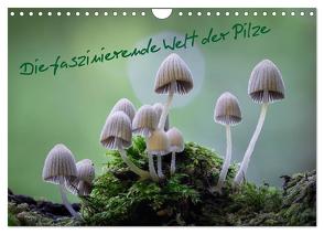 Die faszinierende Welt der Pilze (Wandkalender 2024 DIN A4 quer), CALVENDO Monatskalender von Thất Quỳnh Lợi,  Tôn