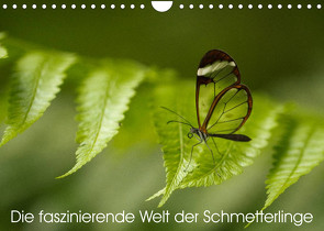 Die faszinierende Welt der Schmetterlinge (Wandkalender 2023 DIN A4 quer) von Nocke,  Benjamin
