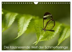 Die faszinierende Welt der Schmetterlinge (Wandkalender 2024 DIN A4 quer), CALVENDO Monatskalender von Nocke,  Benjamin
