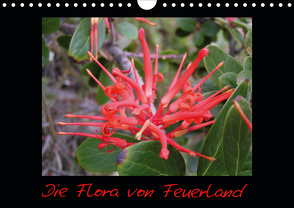 Die Flora von Feuerland (Wandkalender 2020 DIN A4 quer) von Kreissig,  Katharina