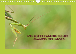 Die Gottesanbeterin Mantis Religiosa (Wandkalender 2023 DIN A4 quer) von GUGIGEI