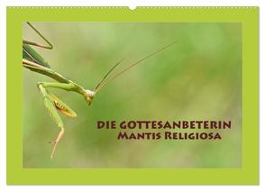 Die Gottesanbeterin Mantis Religiosa (Wandkalender 2024 DIN A2 quer), CALVENDO Monatskalender von GUGIGEI,  GUGIGEI