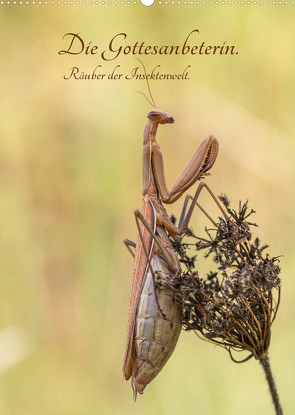 Die Gottesanbeterin. Räuber der Insektenwelt. (Wandkalender 2023 DIN A2 hoch) von juehust